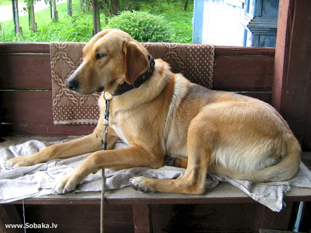 Pegaya hound Hound