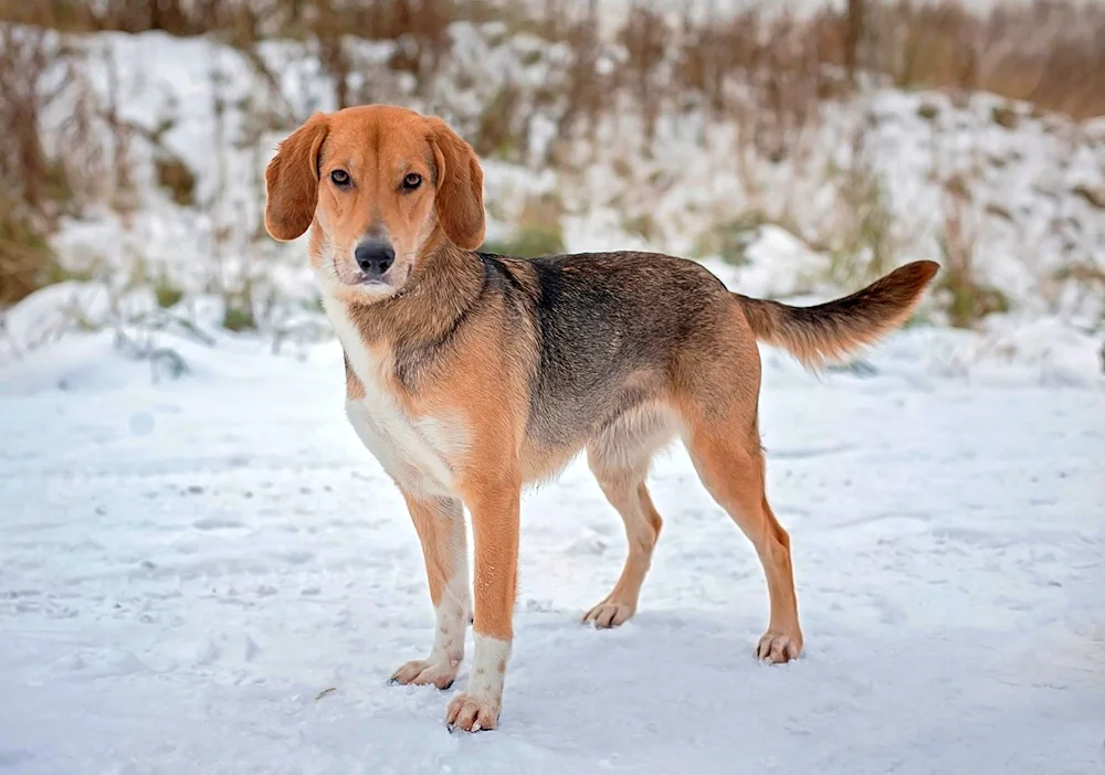 Russian hunting spaniel