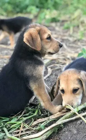 Russian hound kitten