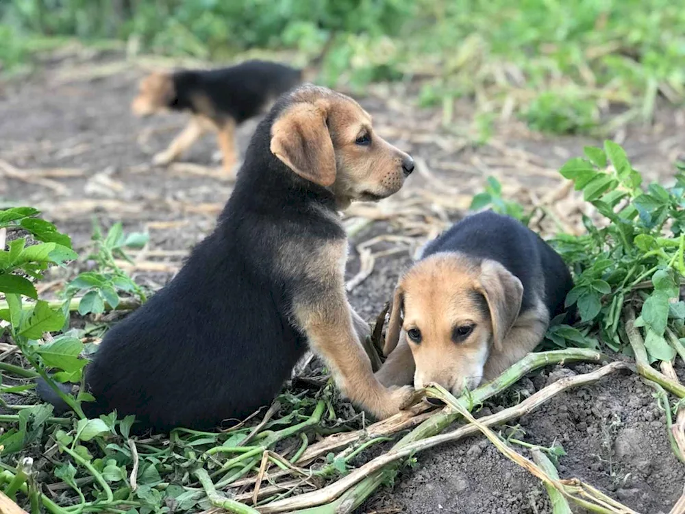 Russian hound kitten