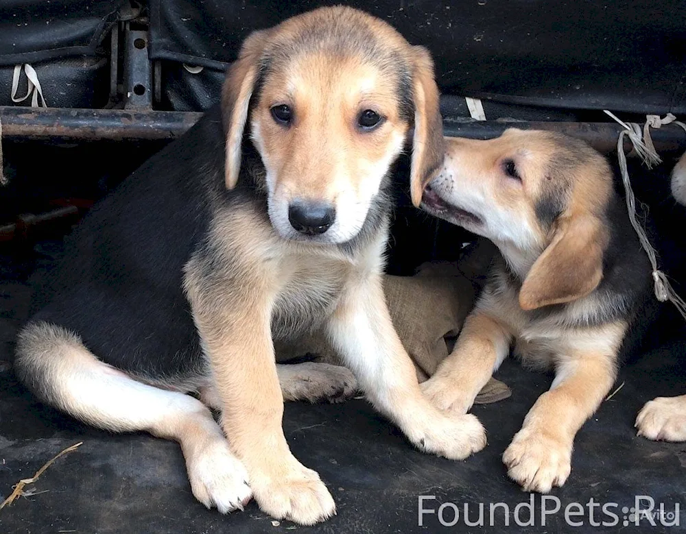 Russian hound puppies