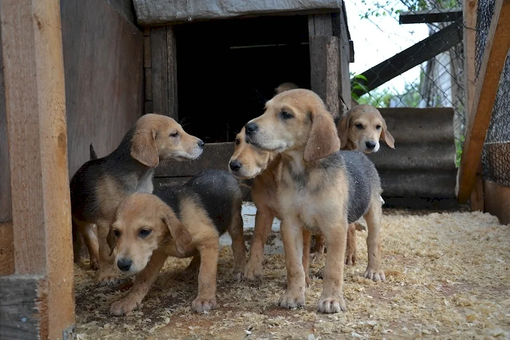 Russian hound puppies