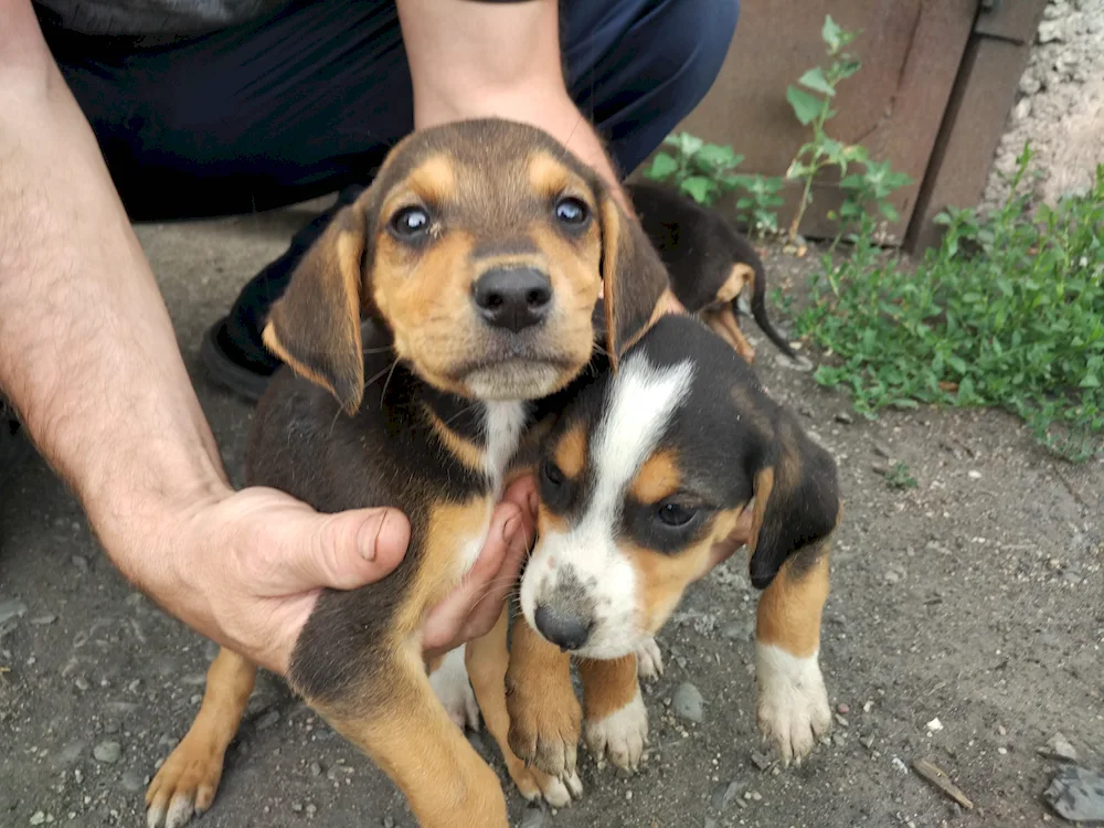 Russian hound puppies