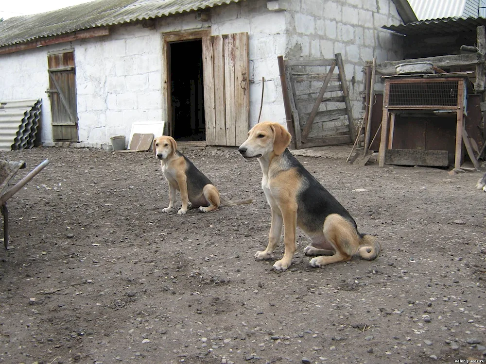 Russian hound puppies