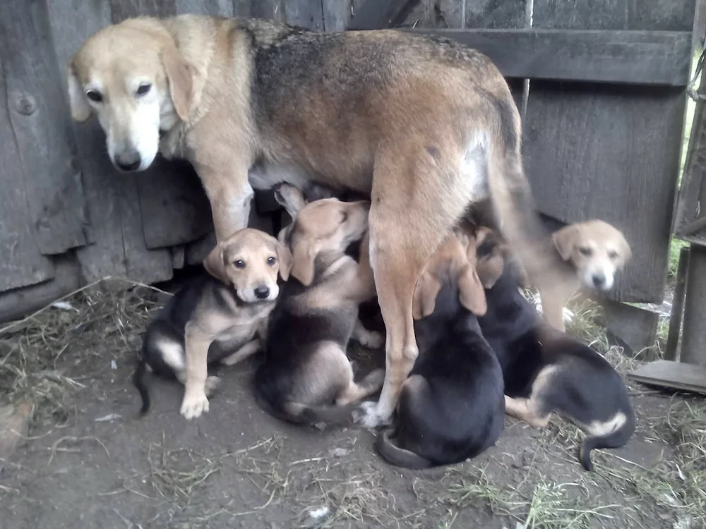 Russian hound puppies