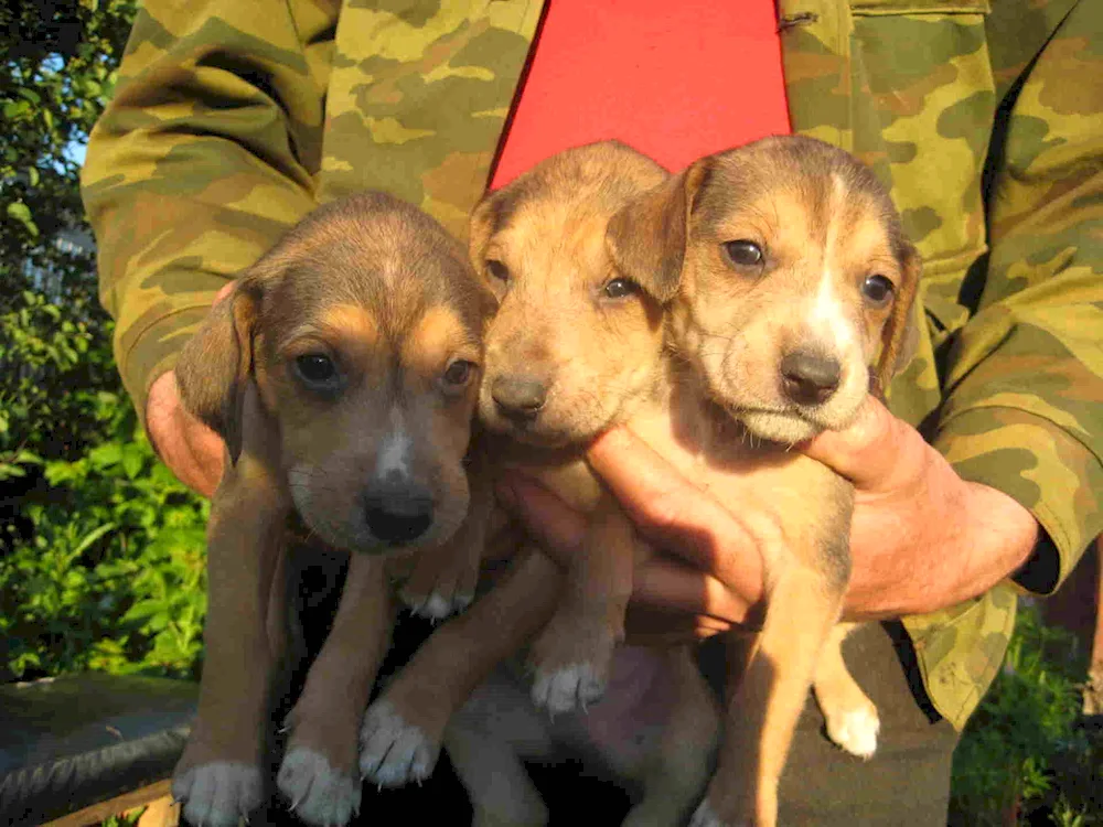 Russian hound puppies