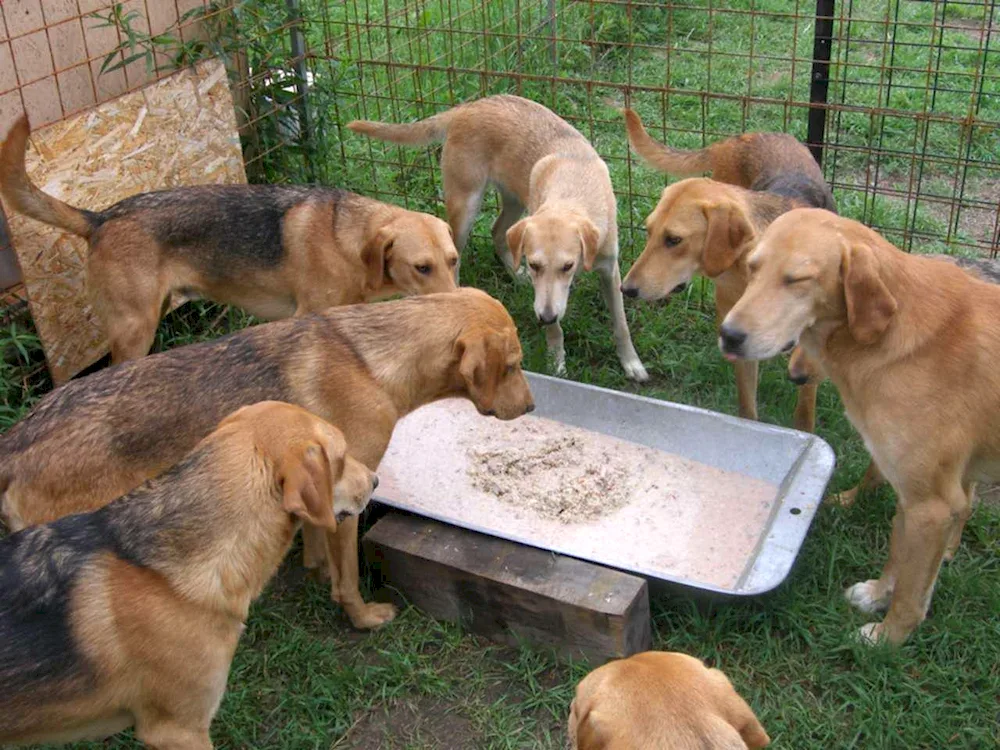 Russian hound Sable hound puppies