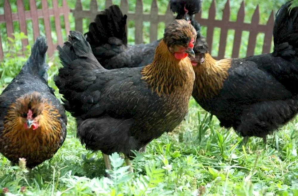 Chinese silky partridge