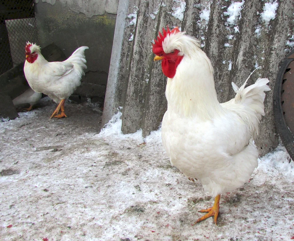 Russian hens Crested White