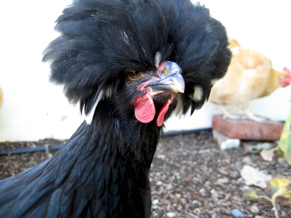 Reddish Crested Cockerel