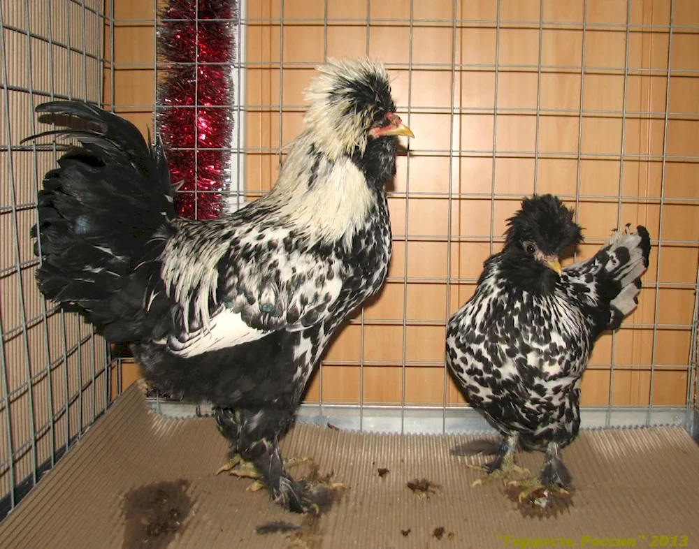 Russian Crested Cockerel