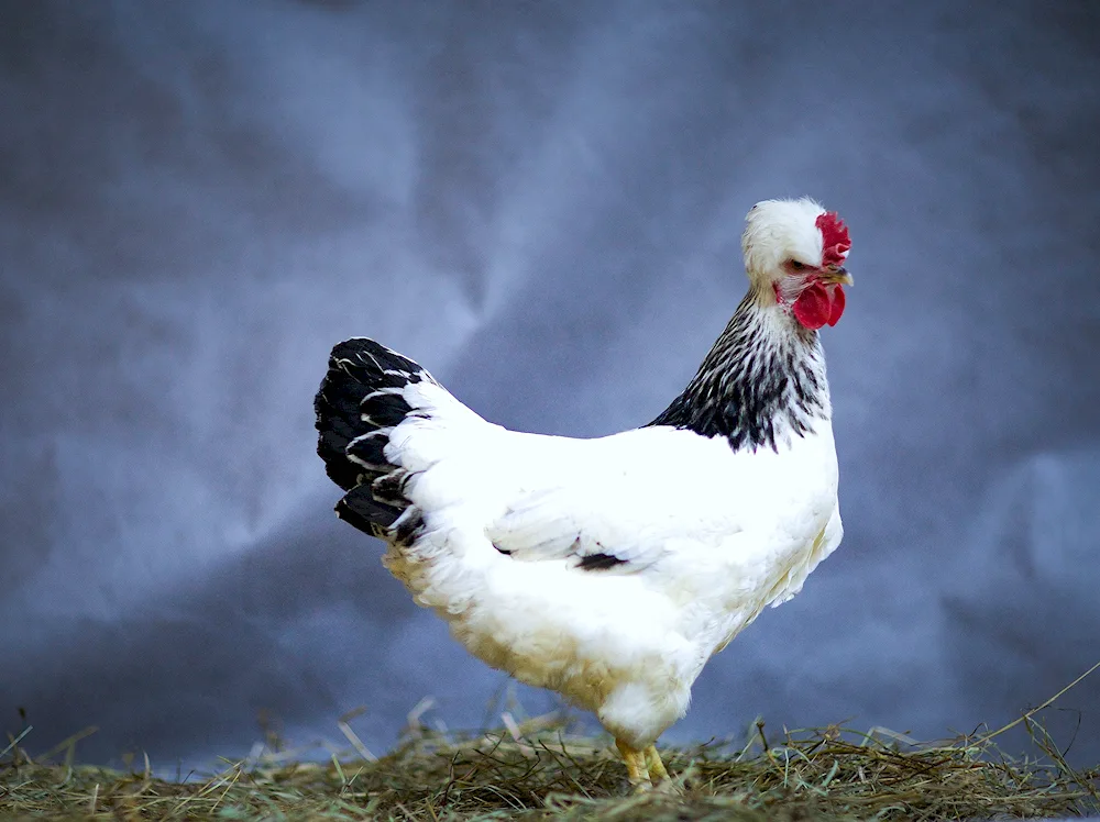 Russian Crested Breed