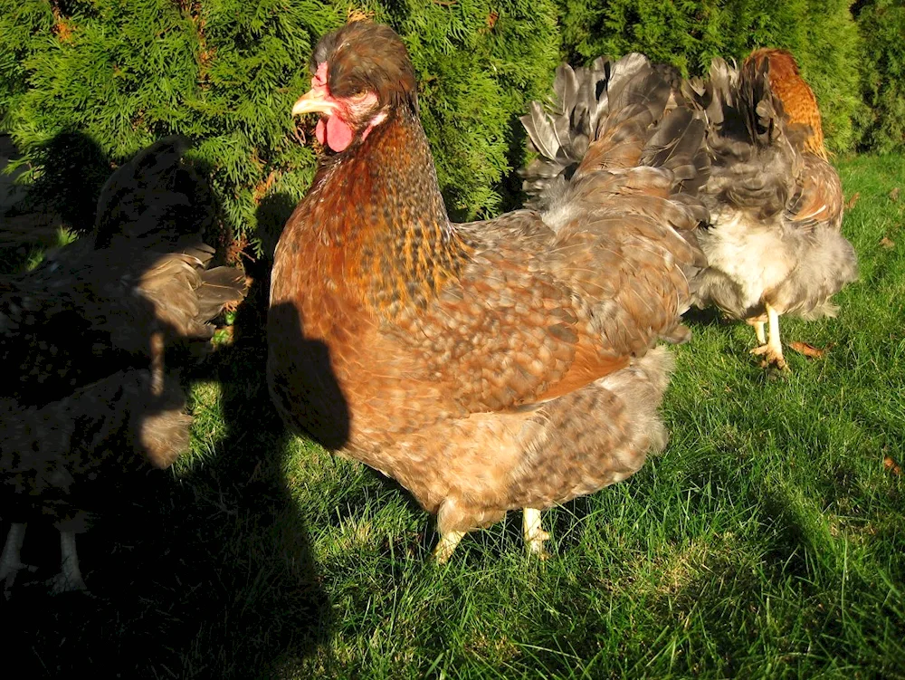 Russian Crested Chickens