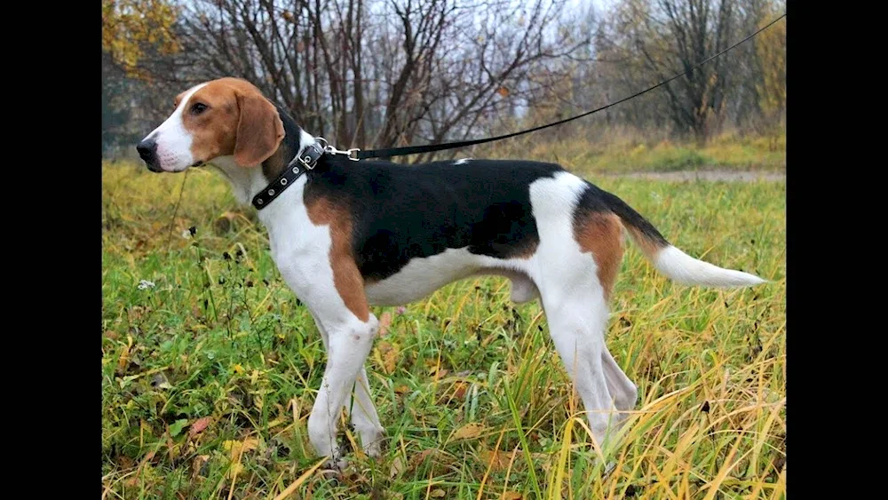 Belorussian hound