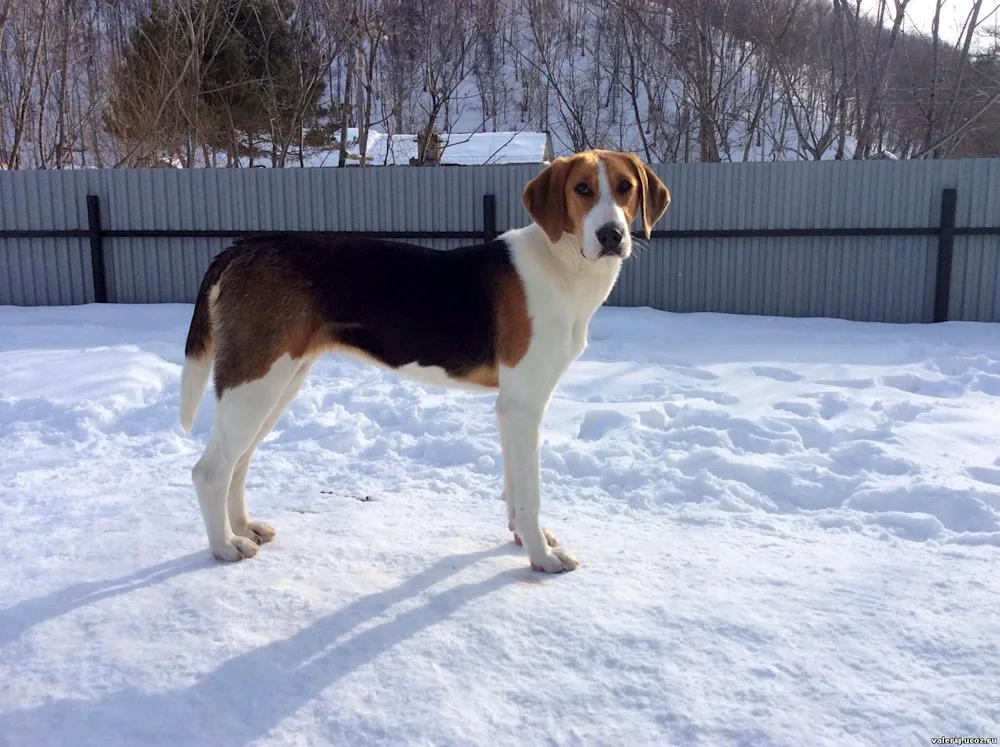 American Foxhound