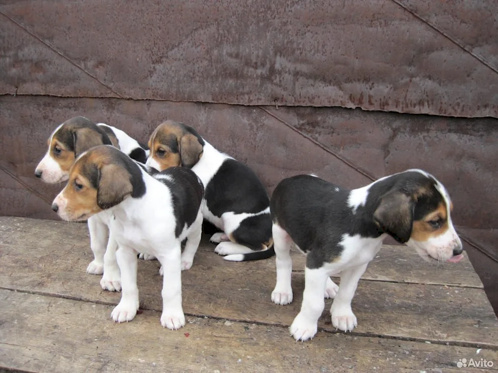 Russian shorthair hound Puppy