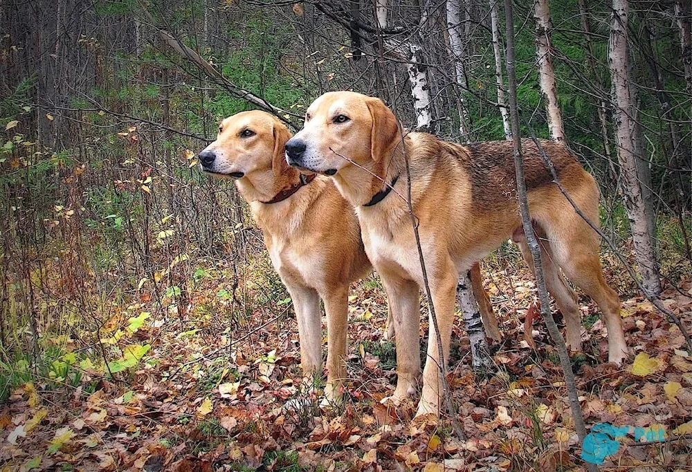 Istrian Shorthair Hound