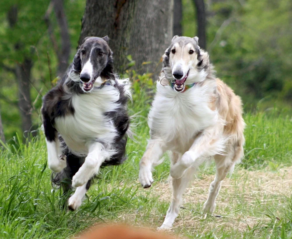 Russian hound greyhound white