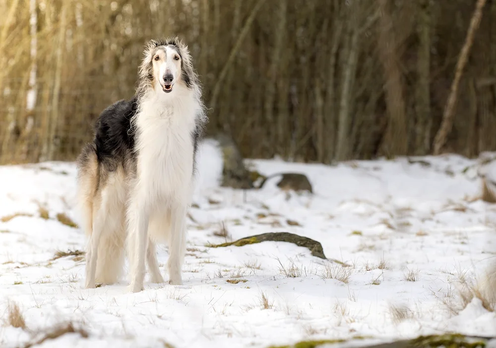 Russian hound greyhound