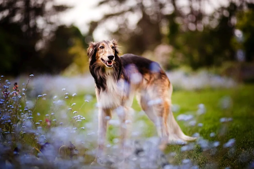 Russian hound greyhound dog