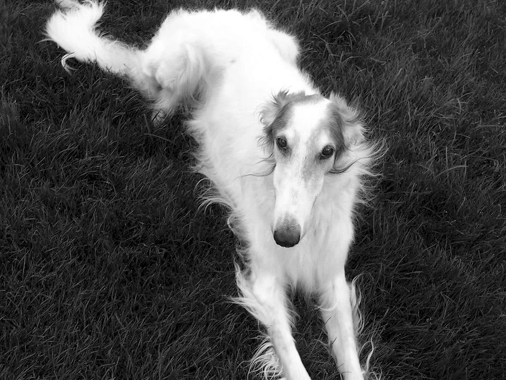 Russian hound greyhound puppy