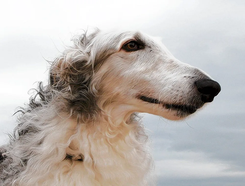 Russian white greyhound greyhound dog