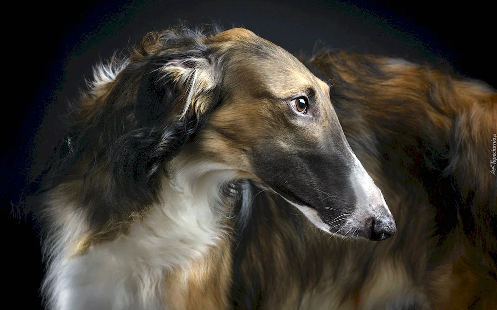 Russian Hound Greyhound dog breeds