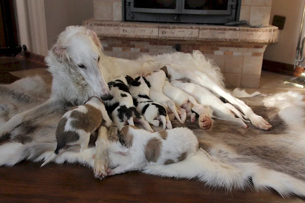 Russian hound greyhound puppy