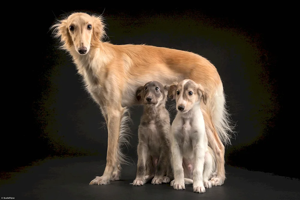 Russian hound greyhound breed