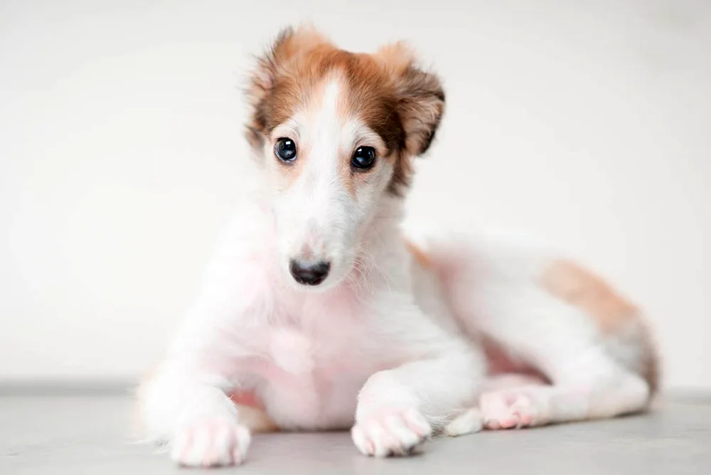 Russian hound greyhound puppy 1 month old