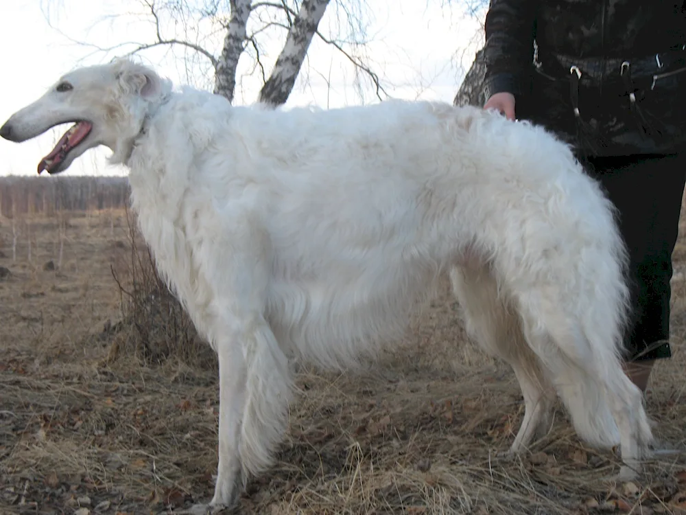 Russian Hound Greyhound dog