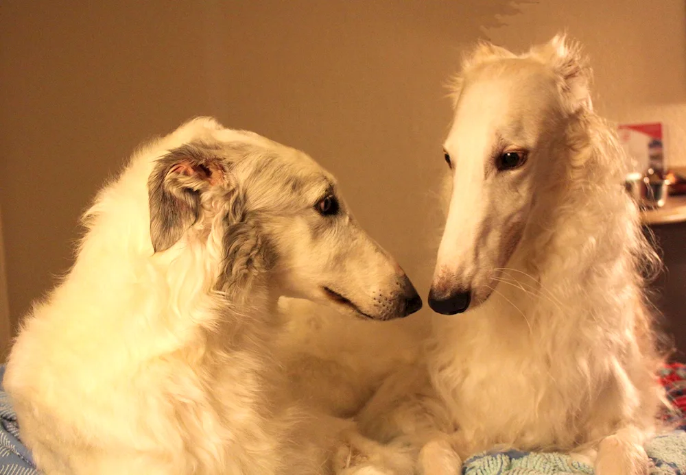 Russian hound greyhound dog