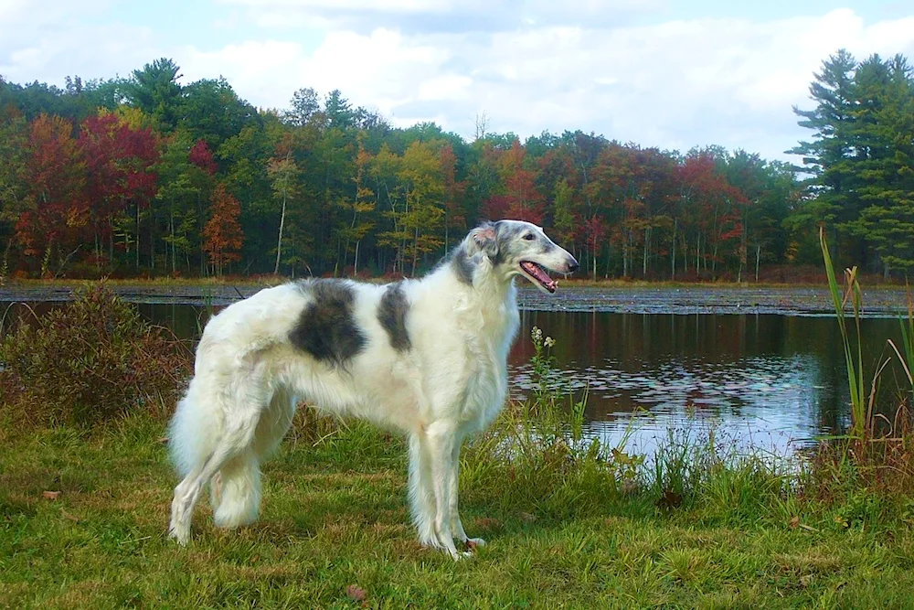 Russian hound greyhound dog