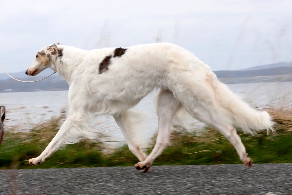 Russian wolfhound greyhound