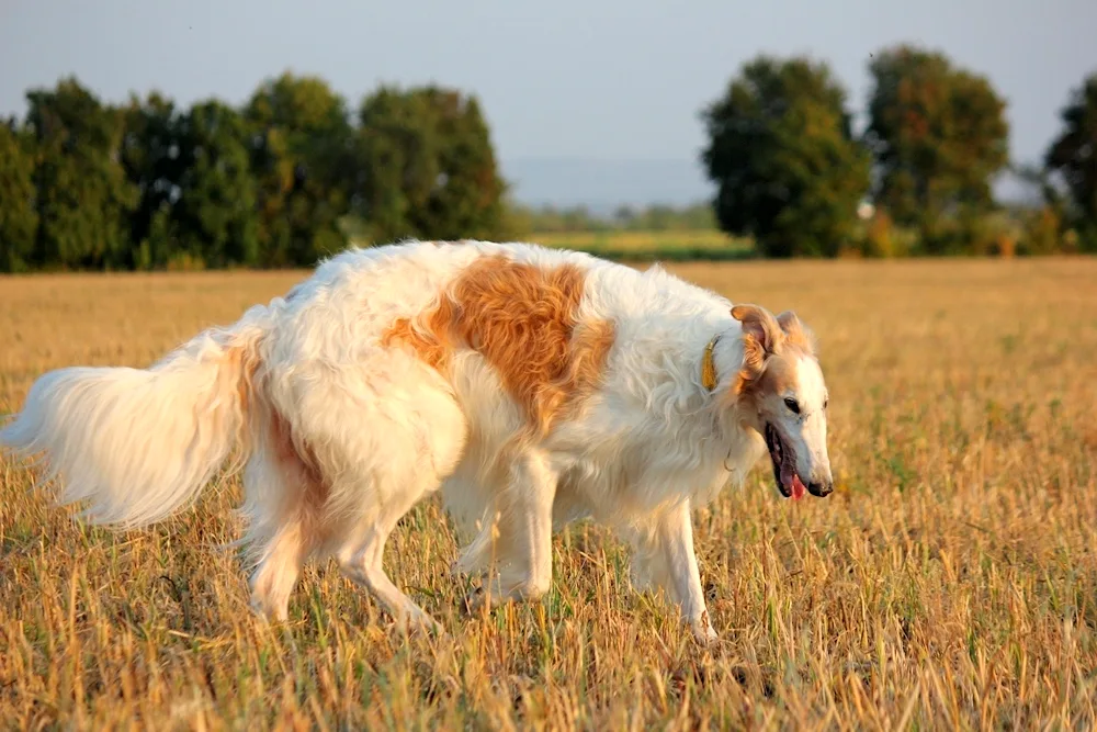 Horty greyhound dog