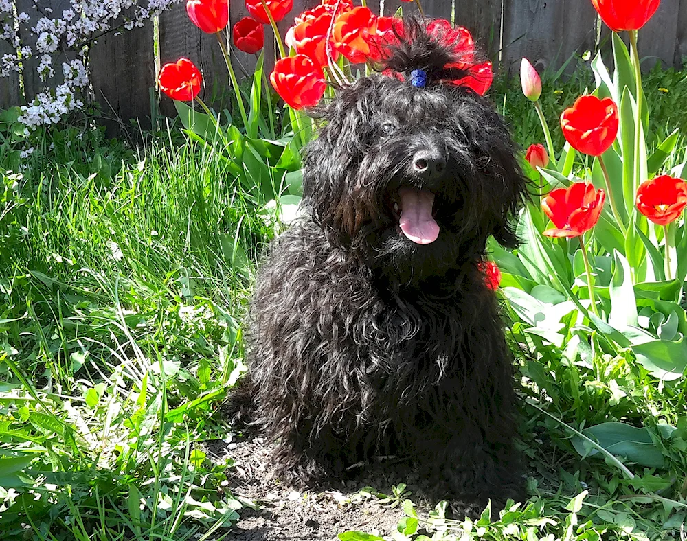 Havanese Bichon black