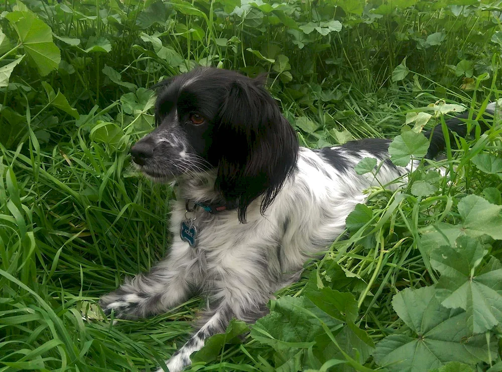 Russian cocker spaniel