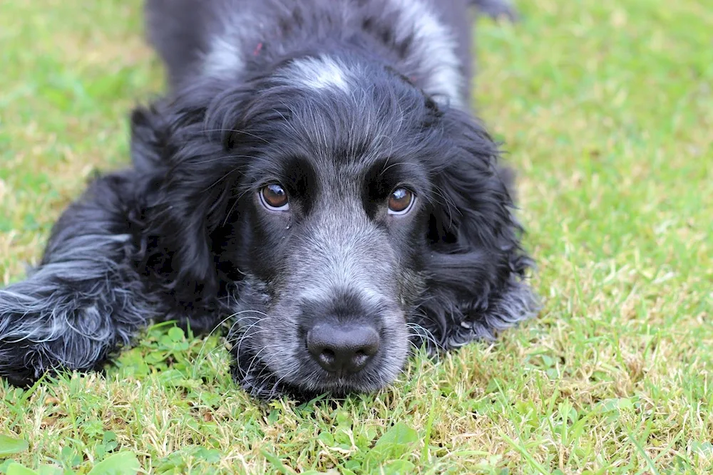 Cocker spaniel Russian hunting spaniel