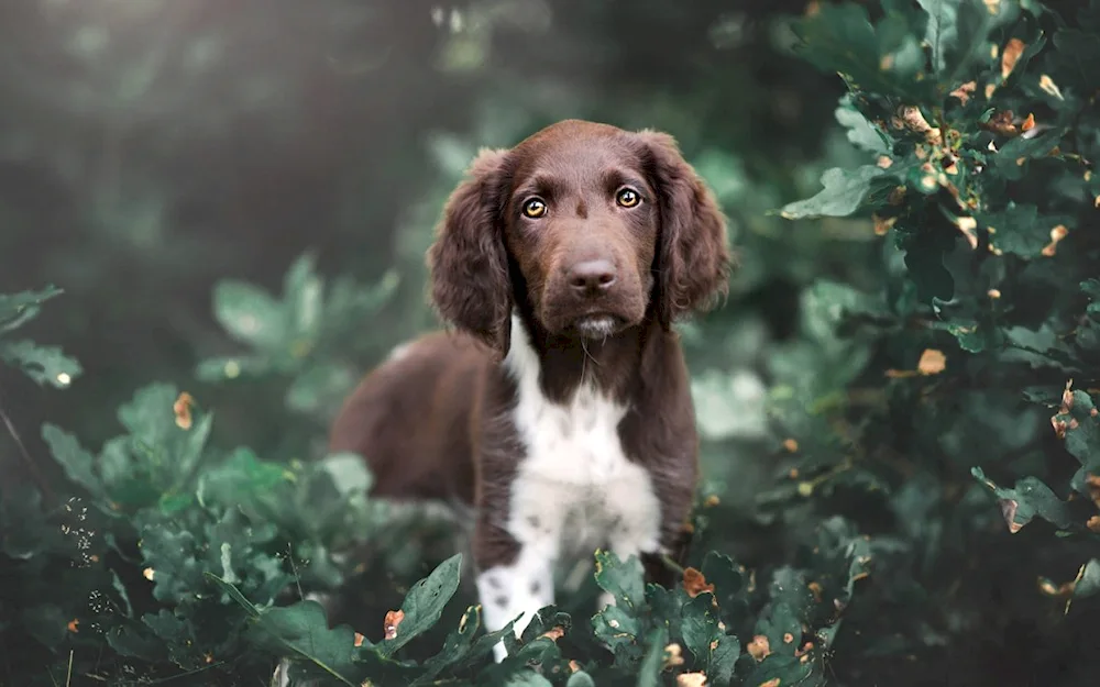 Cocker spaniel