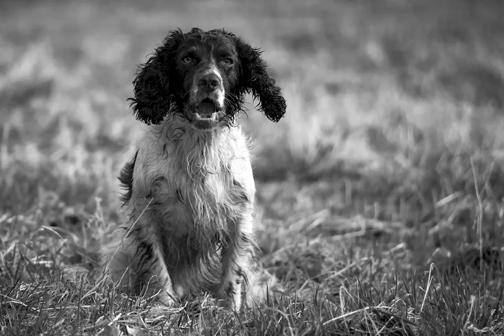 Russian Cocker Spaniel