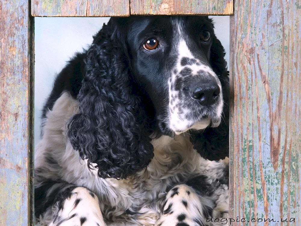 Russian Cocker spaniel