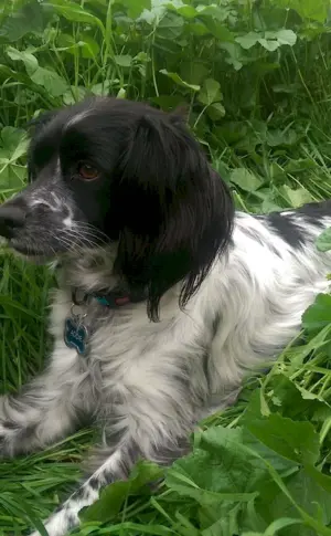 Russian cocker spaniel