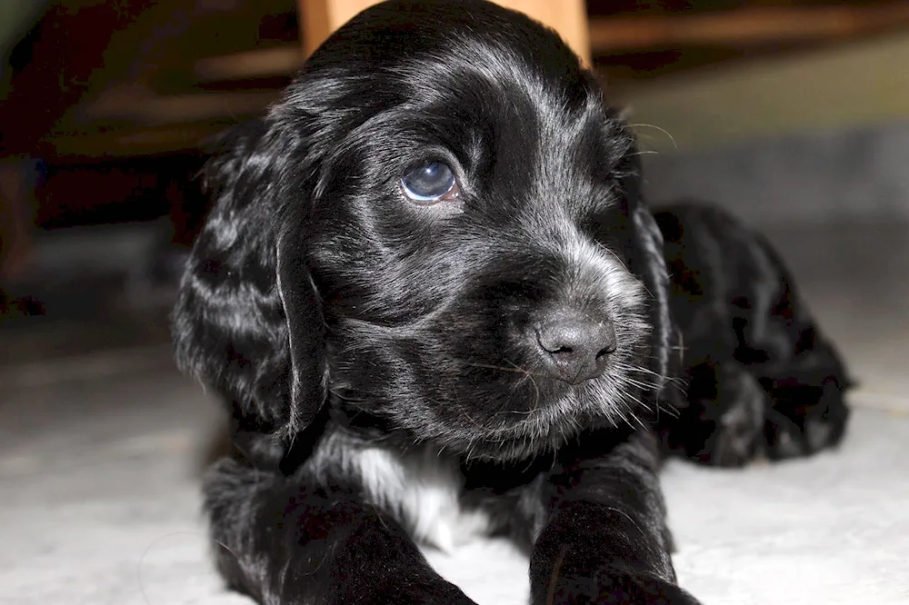 Russian Cocker spaniel black