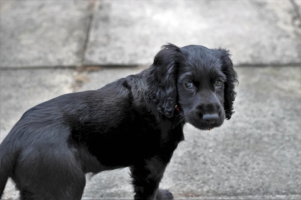 Russian hunting spaniel