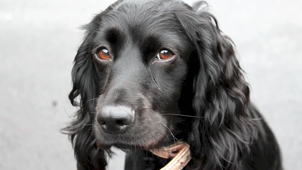 English cocker spaniel