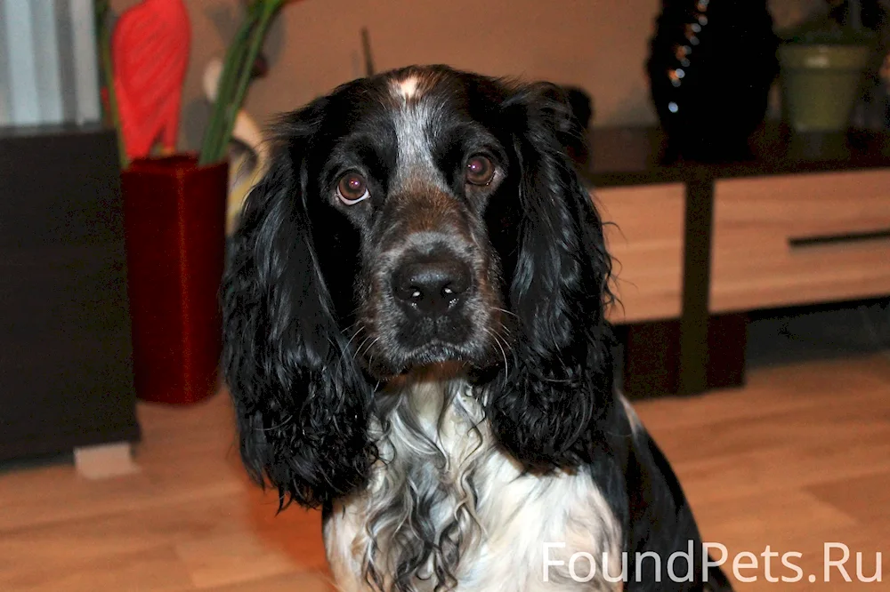 Russian Cocker spaniel black