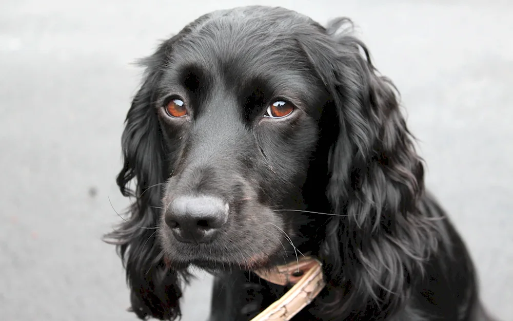 English Cocker spaniel