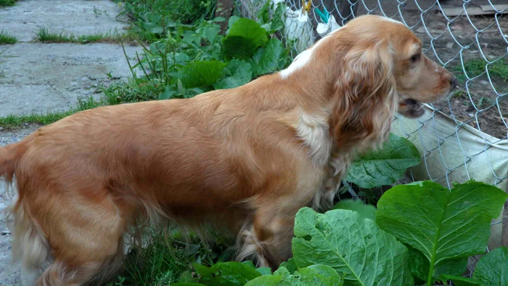 Russian hunting spaniel redheaded