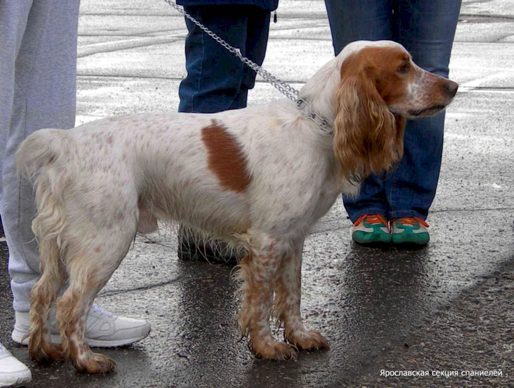 Russian cocker spaniel red