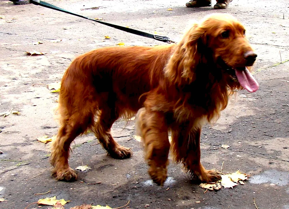 Russian cocker spaniel red